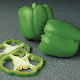 Encore, (F1) Pepper Seeds